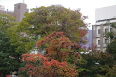 紅葉　3　旧芝離宮庭園　１１月半ば