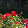薔薇　13
