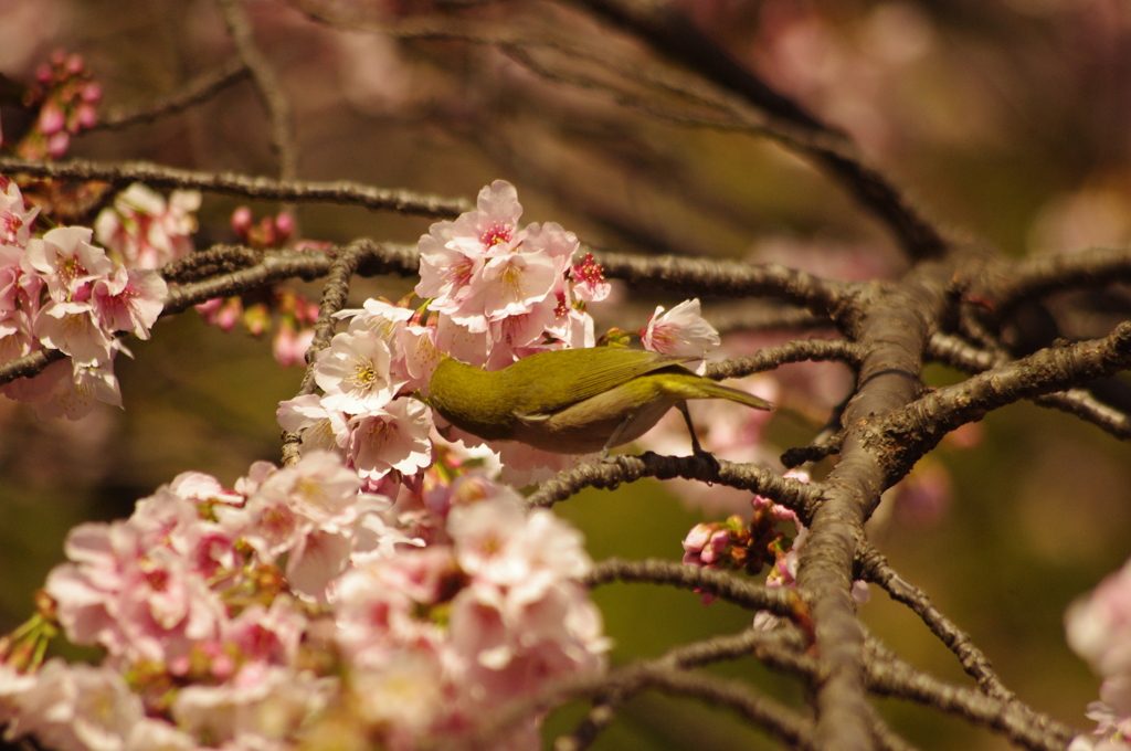 大寒桜　メジロ　上野公園