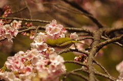 大寒桜　メジロ　上野公園