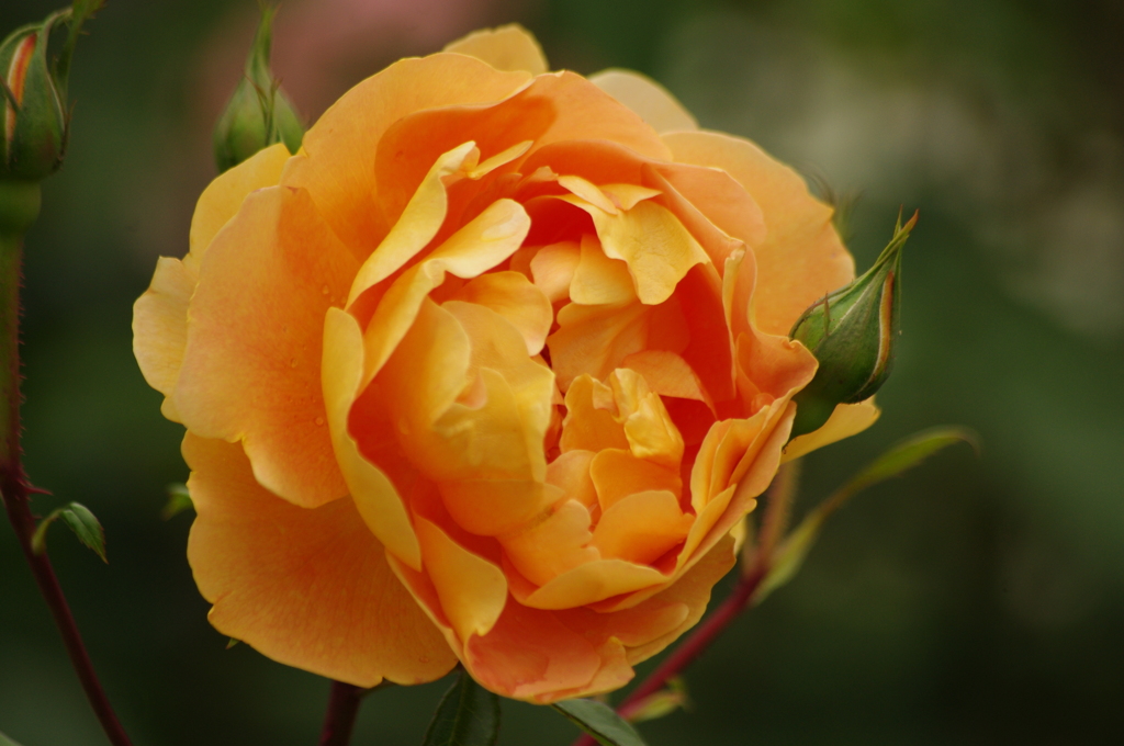 薔薇　33　港が見える丘公園　５月