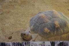 リクガメ　野毛山動物園　１０月