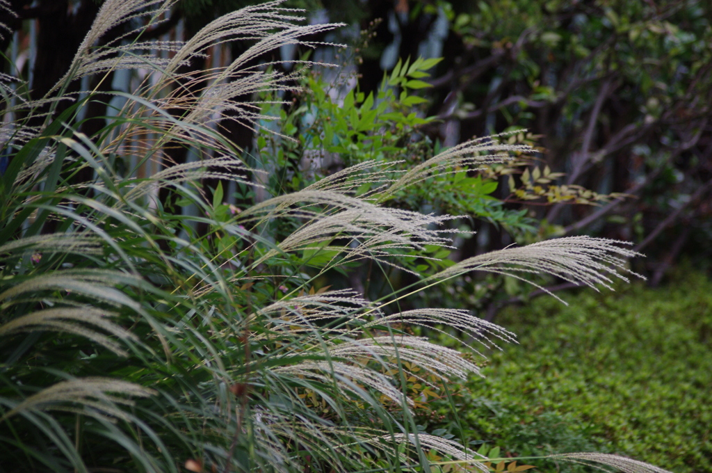 秋の景色　芝浦運河　花壇　１０月