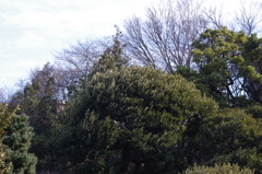 庭園風景