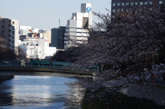 桜　3