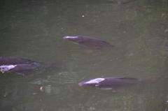 魚　三宝池　９月
