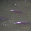 魚　三宝池　９月