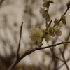 梅　6　池上梅園