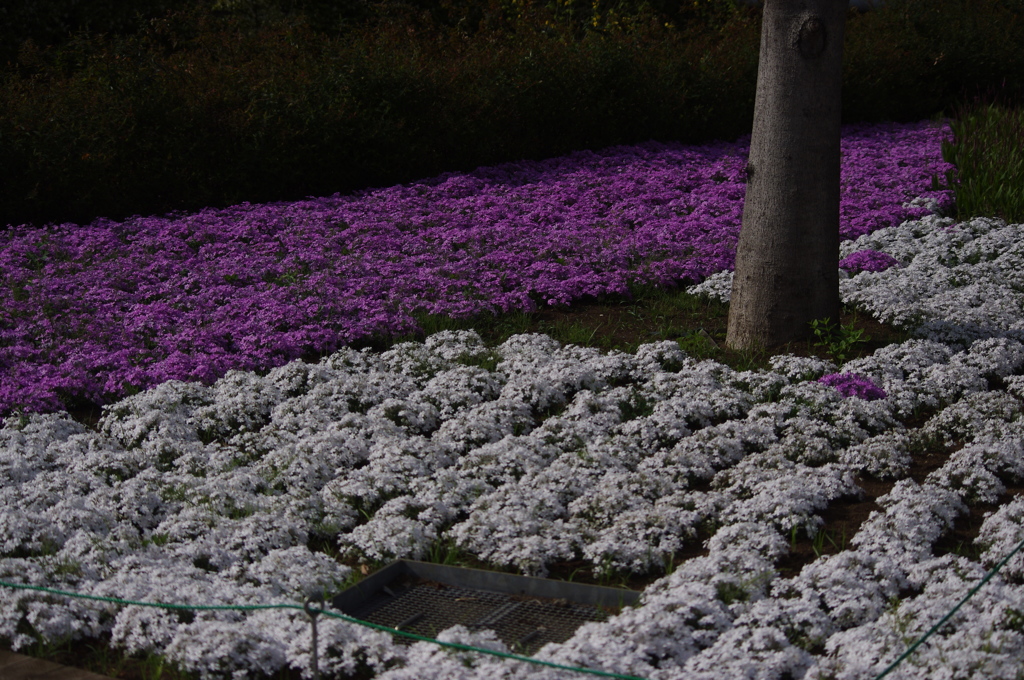 芝桜
