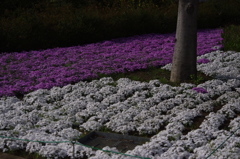 芝桜