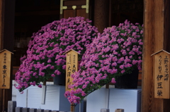 菊　4