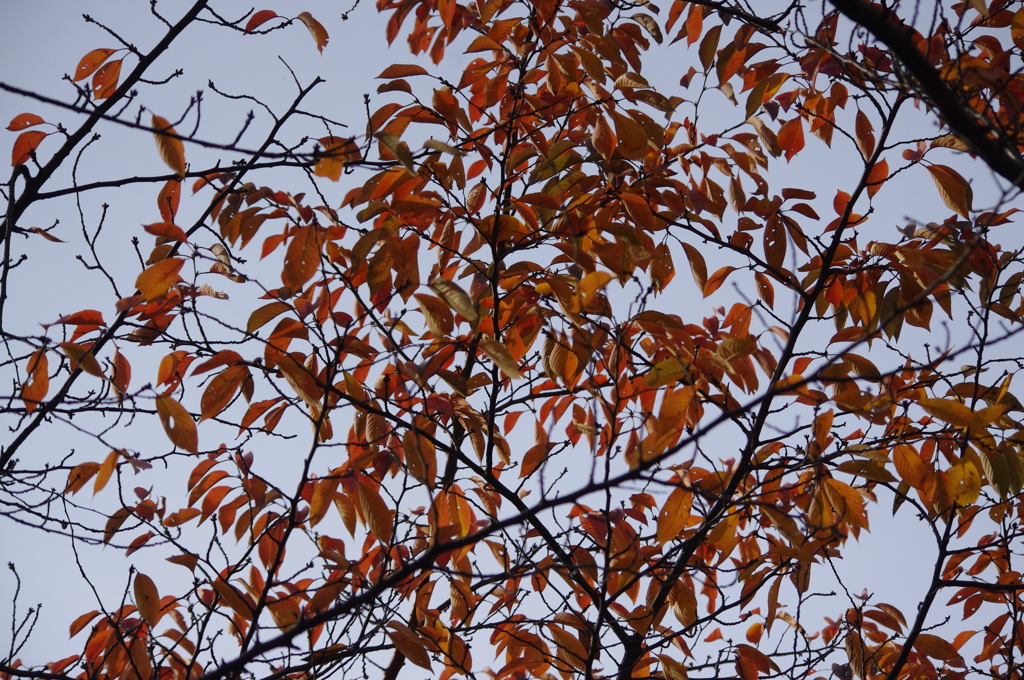 紅葉　2　旧芝離宮庭園　１１月