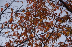 紅葉　2　旧芝離宮庭園　１１月