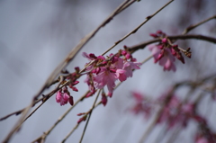 枝垂桜も桜です　白金ドングリ児童遊園