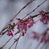 枝垂桜も桜です　白金ドングリ児童遊園