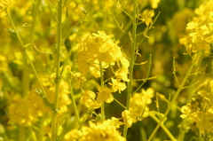 菜の花　2　旧浜離宮庭園　２月