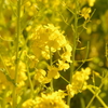 菜の花　2　旧浜離宮庭園　２月