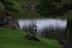 鳥たちの午後