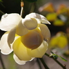薔薇　3