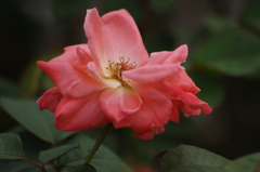 薔薇　2