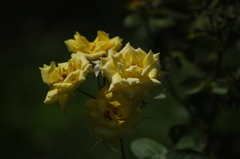 薔薇　2