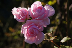 薔薇　1