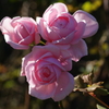 薔薇　1