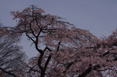 桜　2