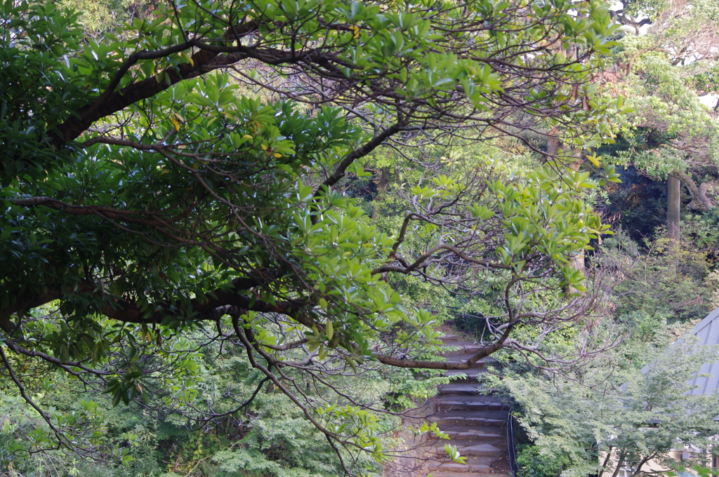 散策道　野毛山公園　１０月