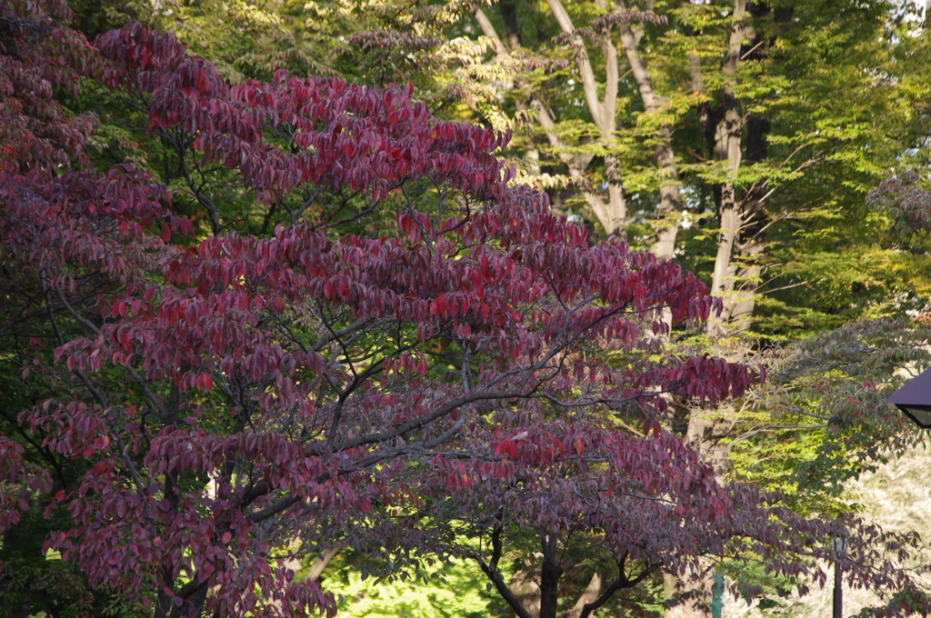 ハナミズキの紅葉