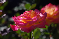 薔薇　5