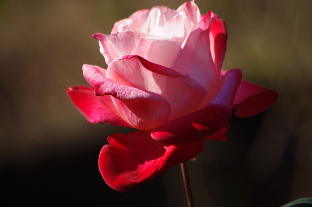薔薇　4