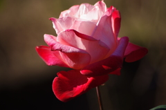 薔薇　4