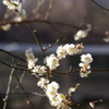 何故に白梅？？　ザ・プリンスパークタワー東京　１２月