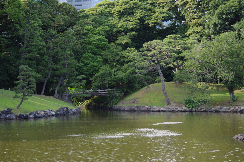 池　橋　旧浜離宮庭園　7月中旬