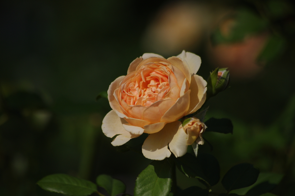 薔薇　4
