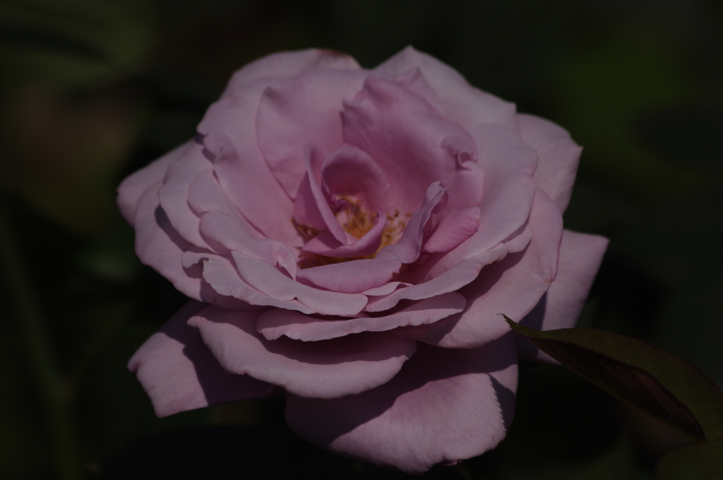 薔薇　5