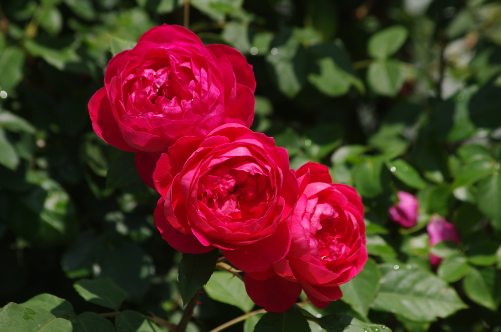 薔薇　5