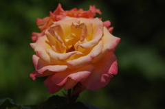 薔薇　8