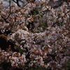 桜　1