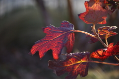 紅葉　