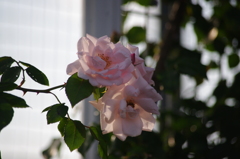 芝浦中央公園　６月　薔薇　１４