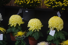 菊　1