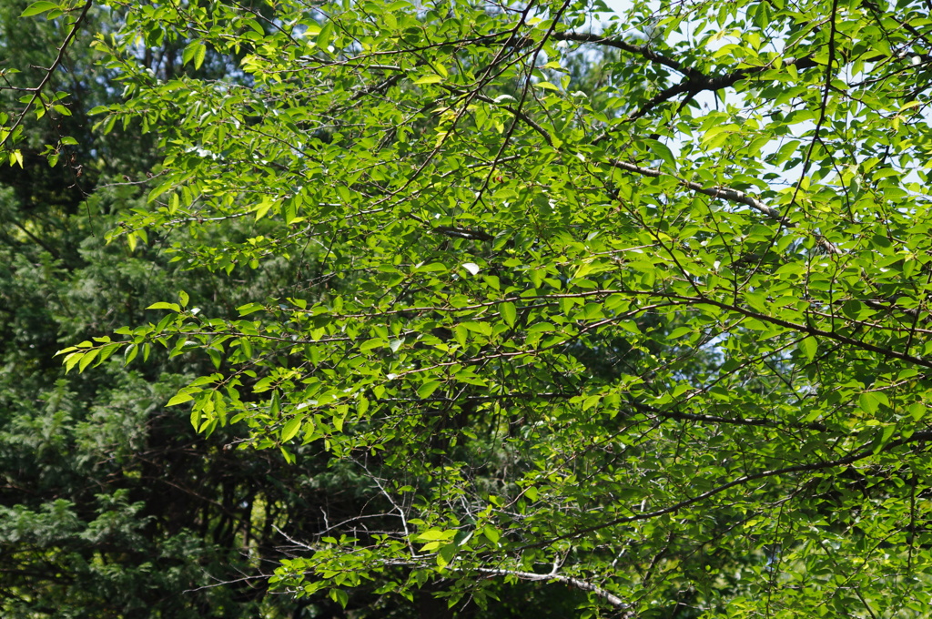 ５月といえば・・・緑です　池田山公園