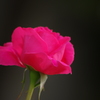 薔薇　2