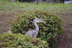 アオサギ　清澄庭園　６月　1