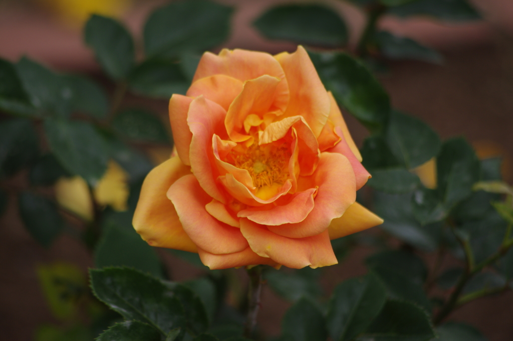 薔薇　6