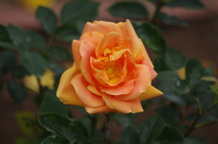 薔薇　6