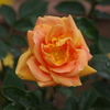 薔薇　6