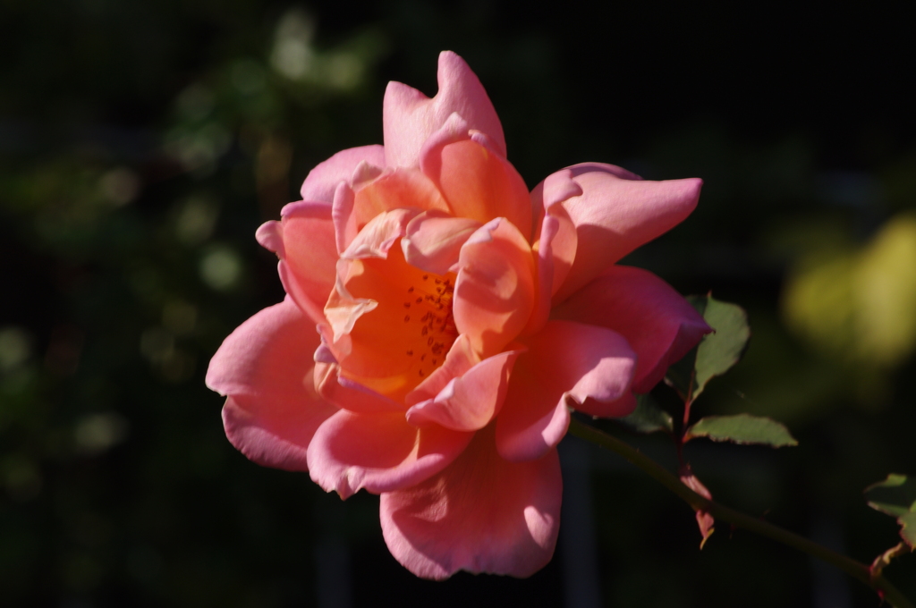 薔薇　11